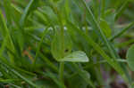 Thymeleaf speedwell